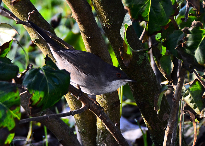 Occhiocotto  (Sylvia melanocephala)
